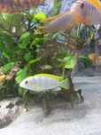Labidochromis Permut młode