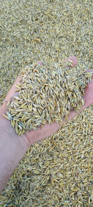 Pszenica i mieszanka zbożowa 2025