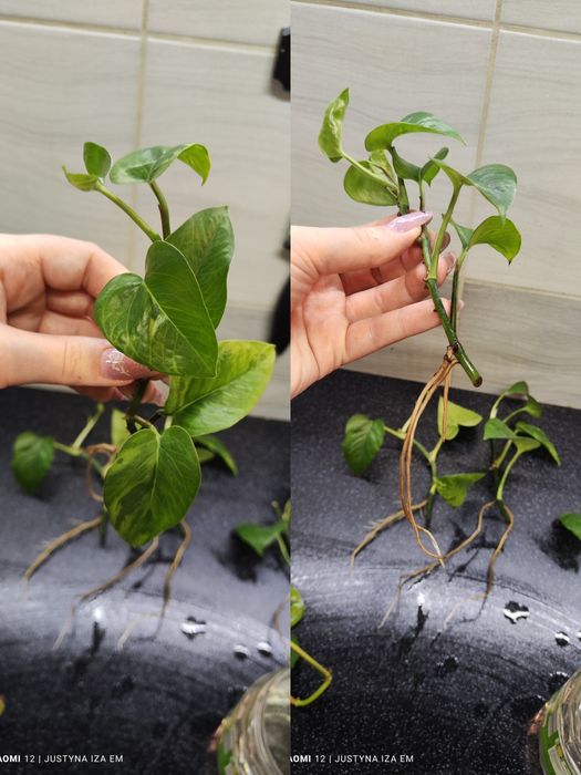 Dragon thai,monstera minima variegata,dubia, epipremnum jungle star