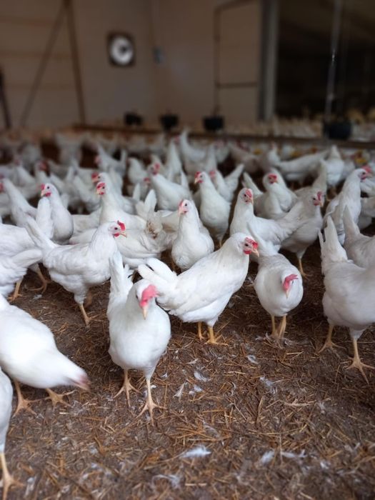 Kury Leghorn Młode Nioski Leghorny 23 tyg