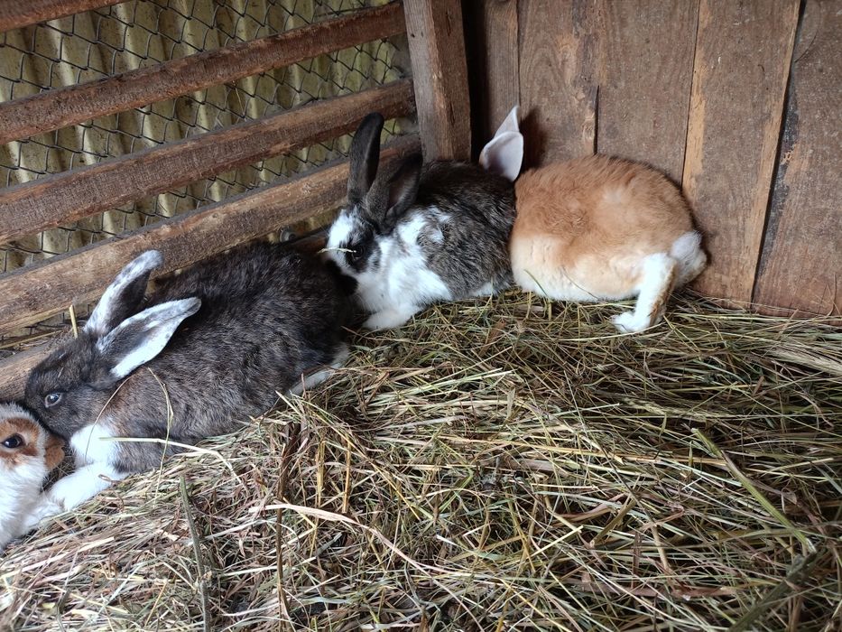 Sprzedam króliki