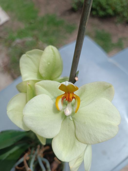 Орхидея лимоновая цветет