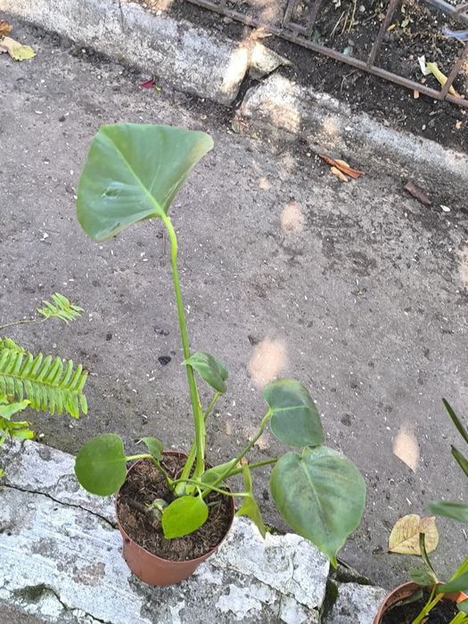 Монстера- вечнозеленая лиана