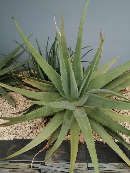 Catos Aloe Vera de vários tamanhos
