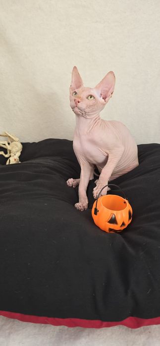 Gatinho Sphynx Macho