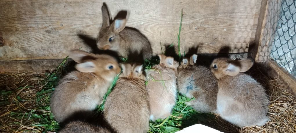 Króliki mieszańce baran francuski bialy samica młode króliki