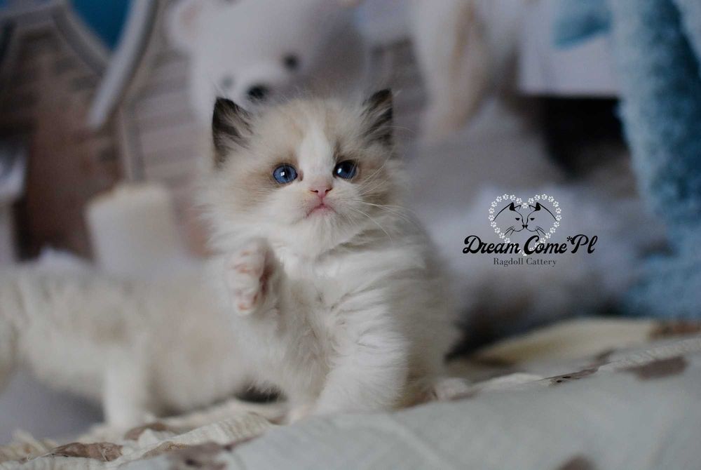 Kocurek kocur seal bicolor lynx FPL