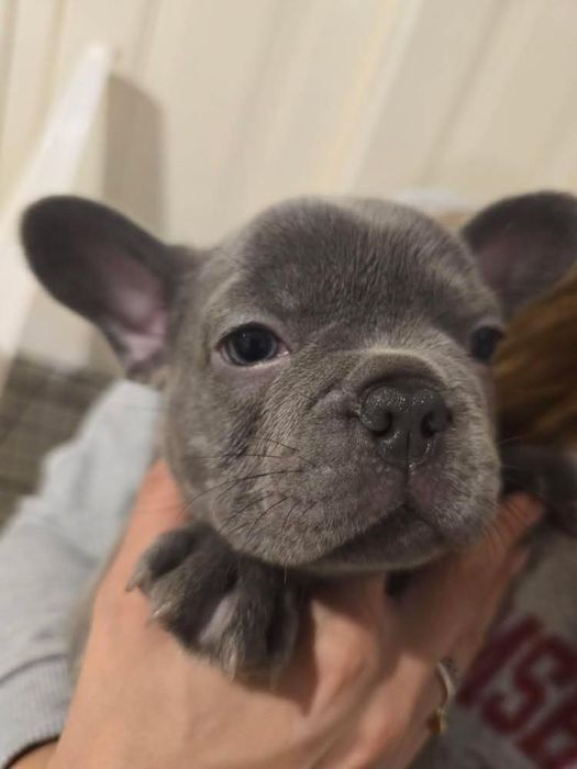 Bulldog francês Macho