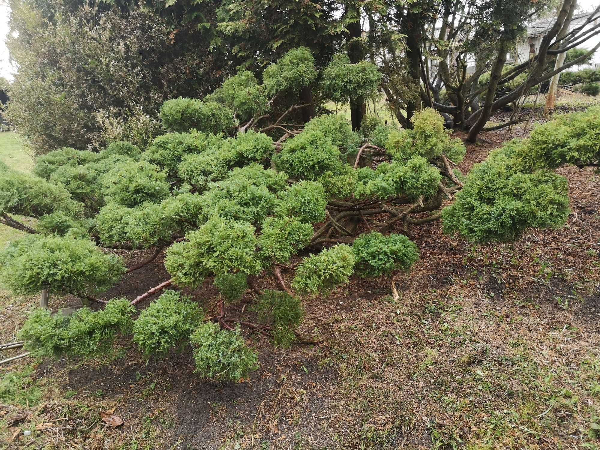 Drzewko Bonsai z jałowca
