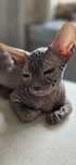 WCF DON Sphynx kotek
