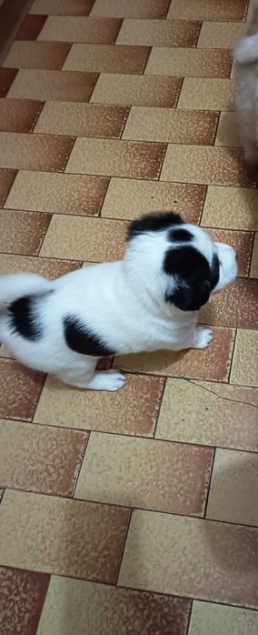 Cadela bebé 1 mês e meio