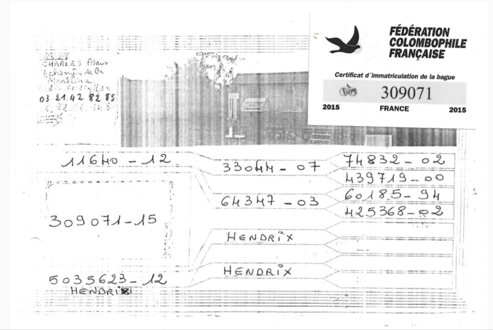 Gołębie pocztowe 100% Albert Hendrix