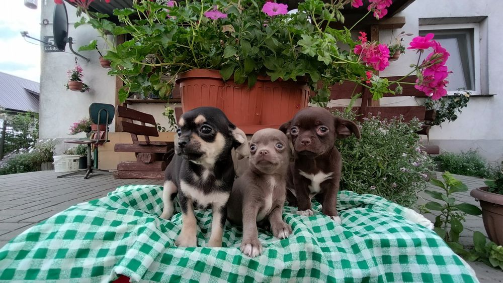 Śliczne -szczenię Chihuahua
