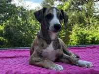 Whippet- chart angielski FCI