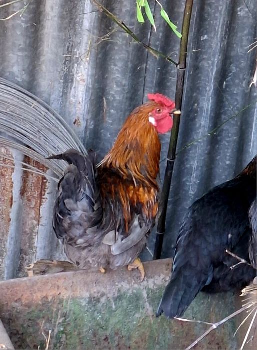 Galos garnizes macho para venda