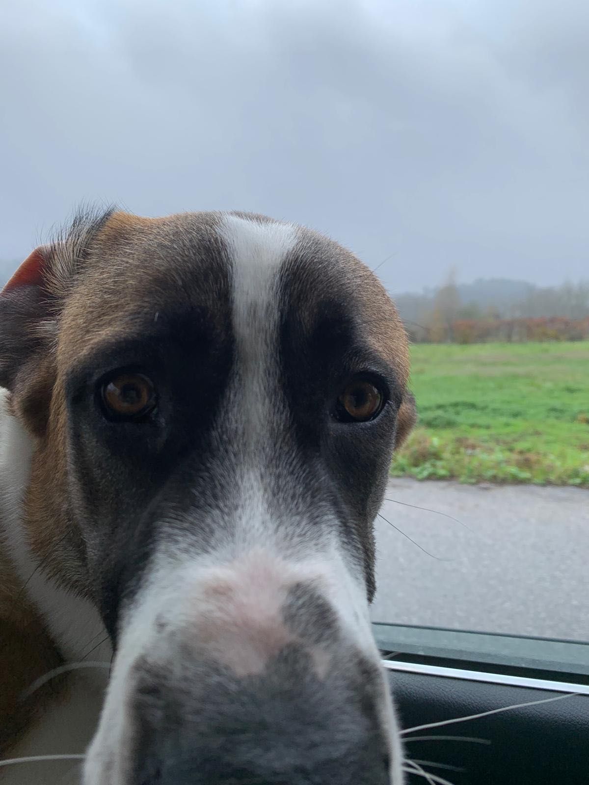 Cão com 1 ano de idade para adoção