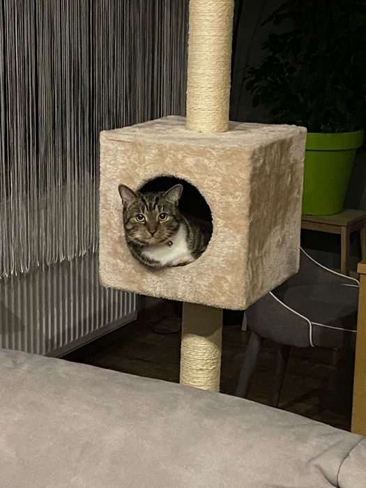 Oddam kotkę w dobre ręce