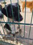 JOKER (Macho, 2 Anos) Para Adopção