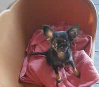 Chihuahua czarna podpalana suczka Figa XXS - bardzo malutka