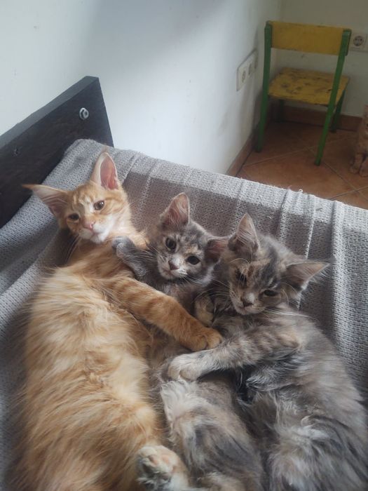 Kocurek Maine Coon