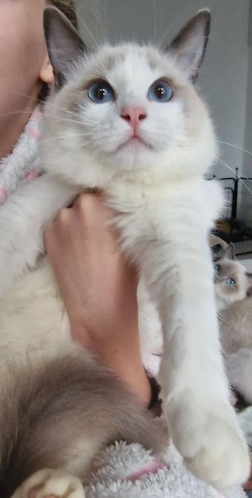 Kotka Ragdoll blue bicolor
