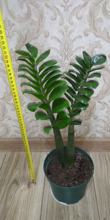 Заміокулькас Зензі