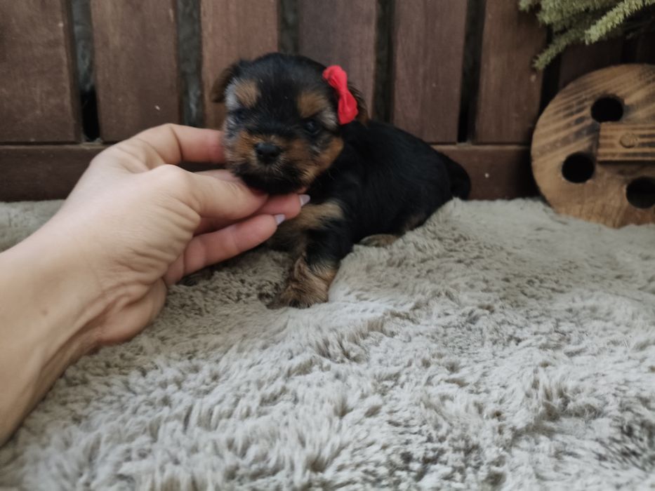 Yorkshire Terrier Fêmea