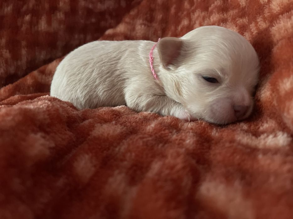 *** Chihuahua długowlosa XS***ZKwP/FCI***