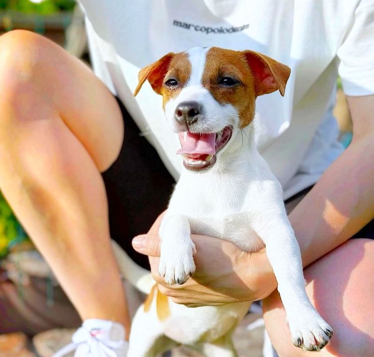 Джек Рассел дуже красива манюня