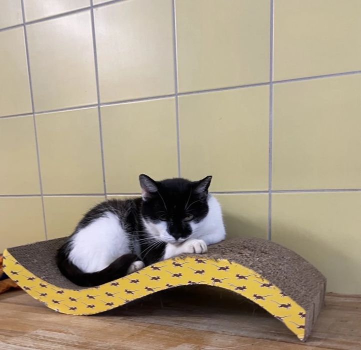 Kotka Meluzyna do adopcji od 4lat!!