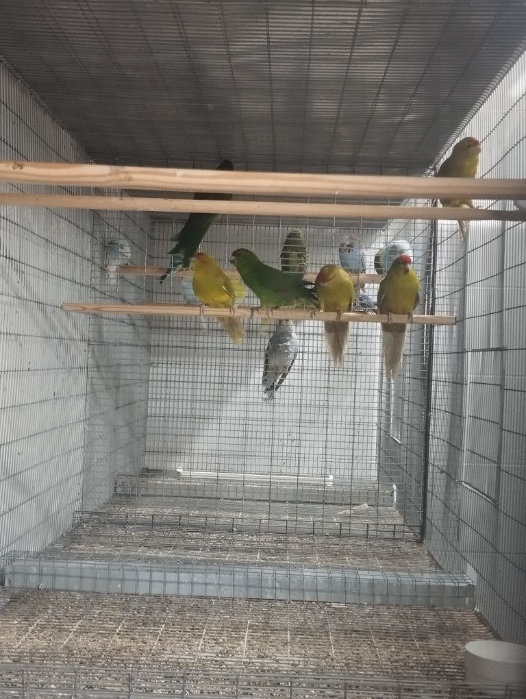 Kakarikis machos e fêmeas