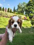 Cavalier King Charles Spaniel