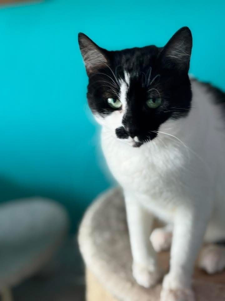 Perelka do adopcji szuka domu