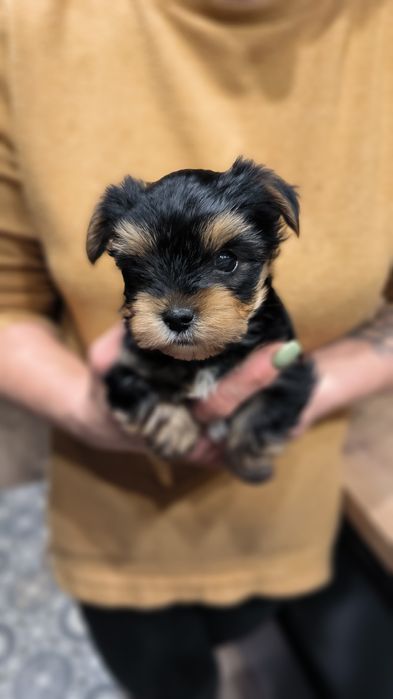 Yorkshire terrier mini