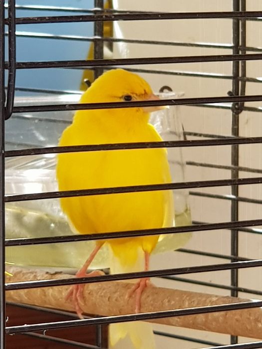 Vende-de 2 canários