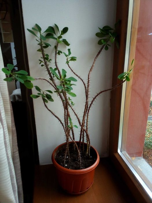 Молочай Міля в горщику