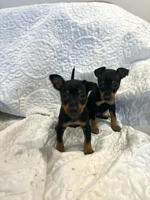 Pinczer miniatura, pinczerek, pinczer miniaturka