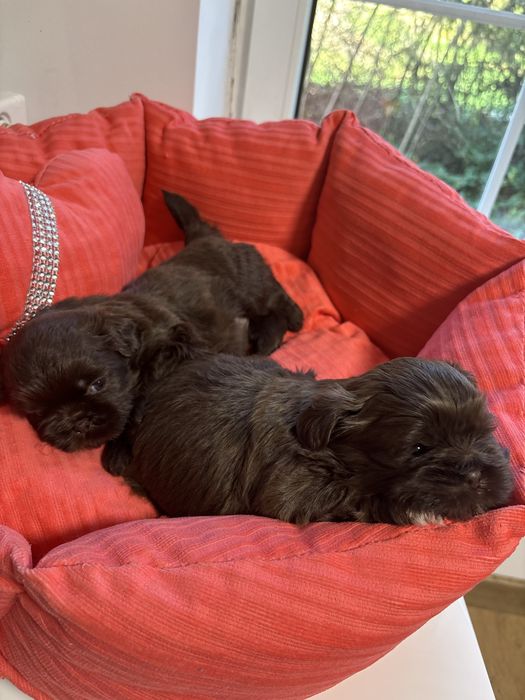 Shih tzu Sunie i samce z genem czekolady pełny rodowód ZHPR UCI