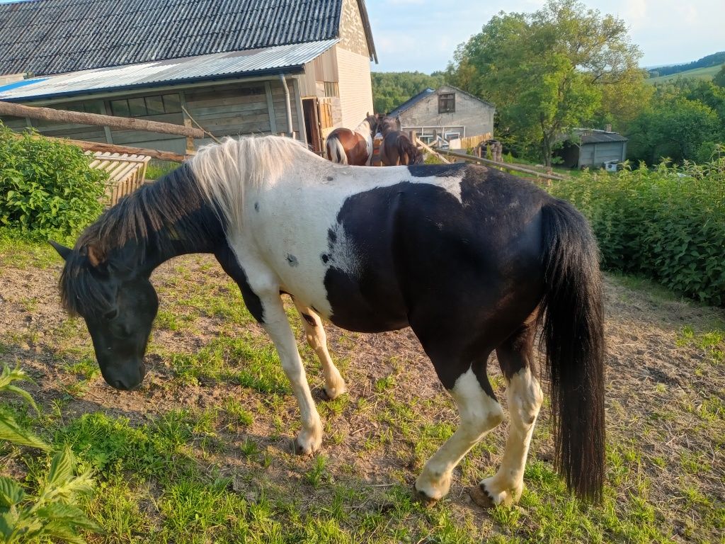 Klacz Huculska srokata Ładna Programowa