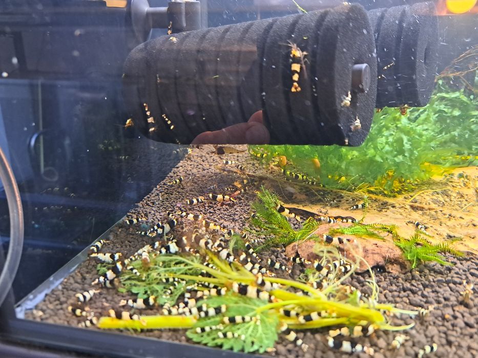 Krewetki caridina PBL Pure Black Line