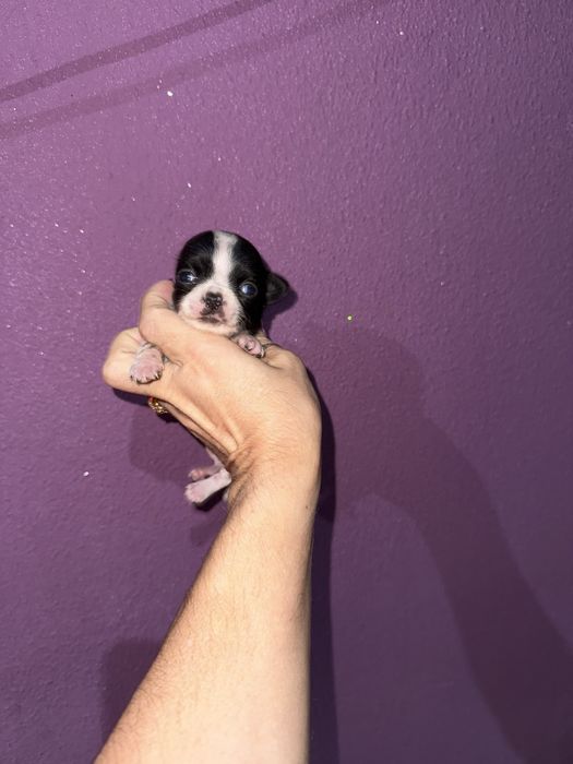 Menino “Chihuahua  lindissimo “ branco e preto”