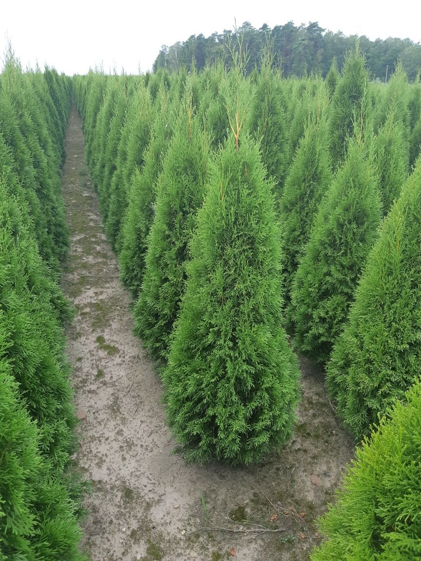 Tuja Thuja Tuje Szmaragd 140 cm