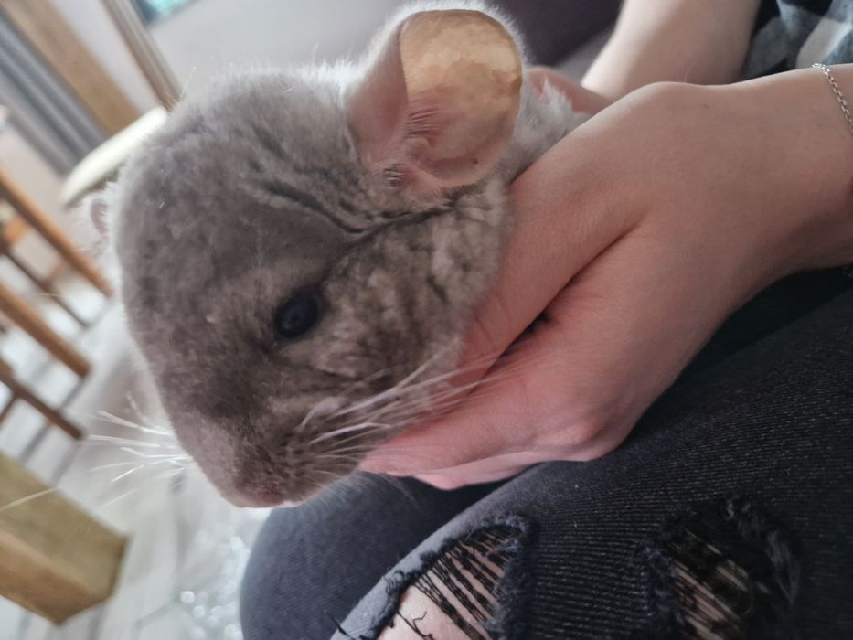 Szynszyl  4 miesiące samiec beżowy