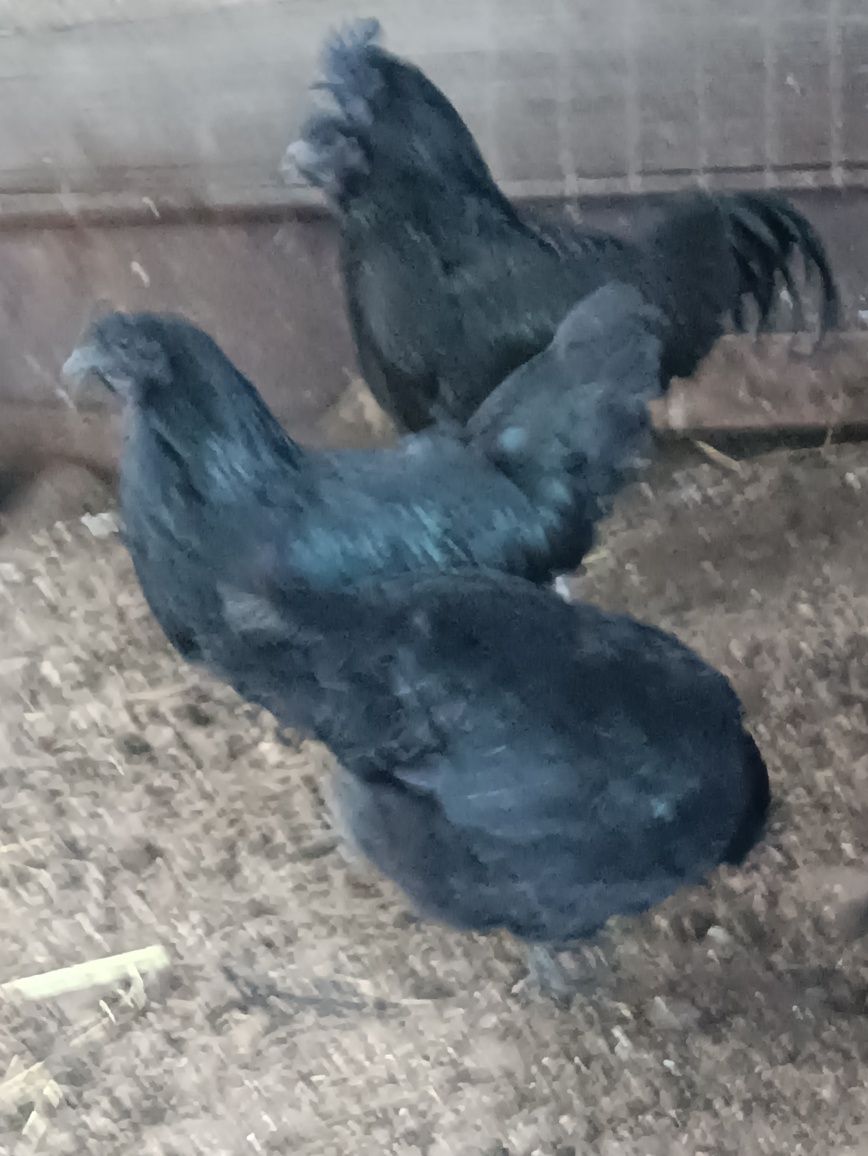 Ayam Cemani czarne jajka legowe