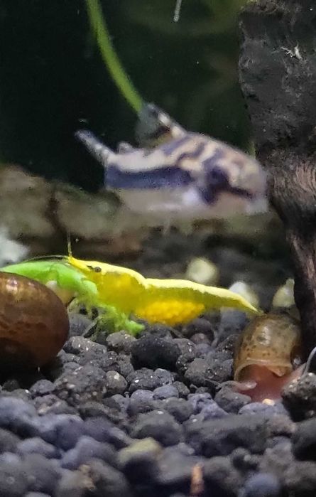 Neocaridina Yellow Line