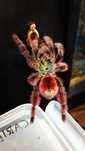 Pojemnik z lokatorem - caribena versicolor (samica)