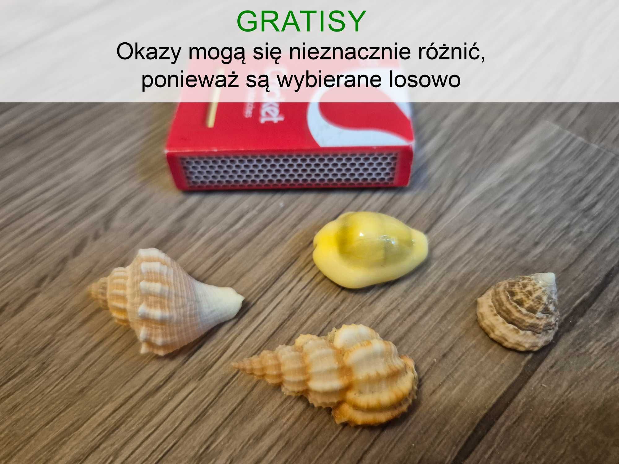 Kamień Róża pustyni (duży) + GRATISY