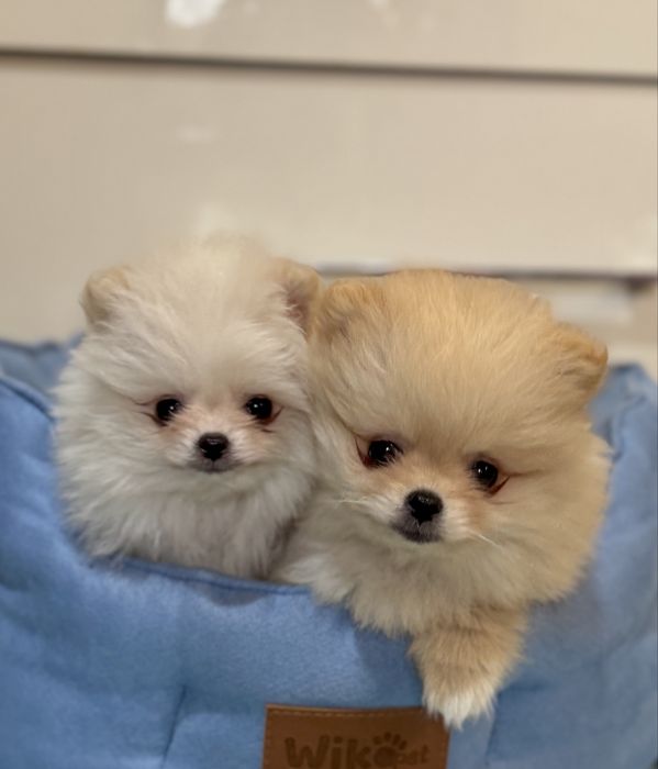 Szpic Miniaturowy PIĘKNY szczeniaczek