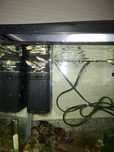 Guppys  peixe Agua Doce