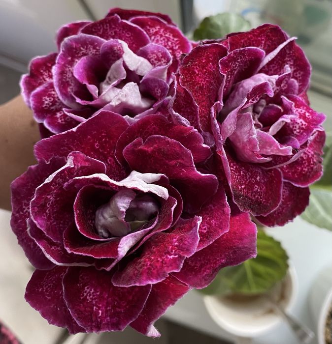 Глоксинія ЕН-Донна